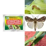 30 Pcs Insect Lures For Fall Armyworm (Spodoptera Frugiperda)